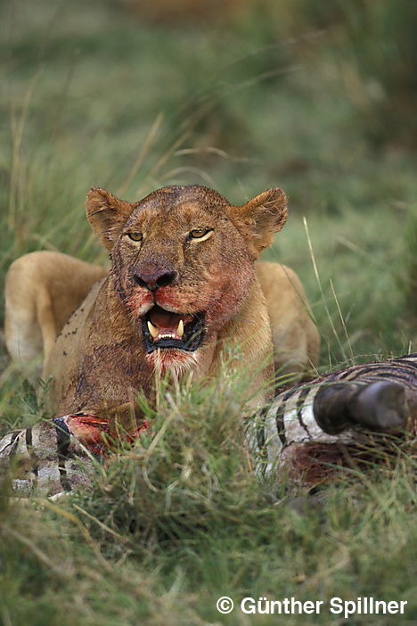 Löwe, Panthera leo
