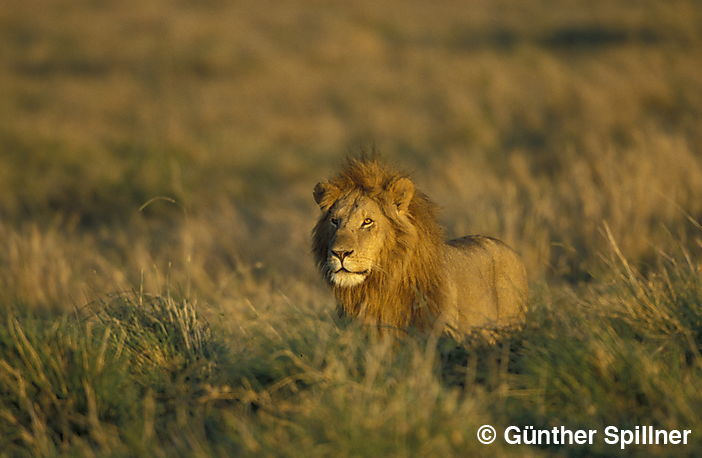 Löwe, Panthera leo