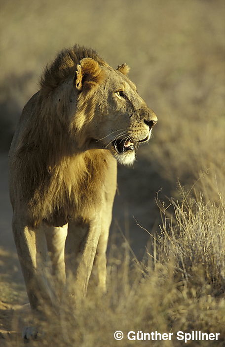 Löwe, Panthera leo