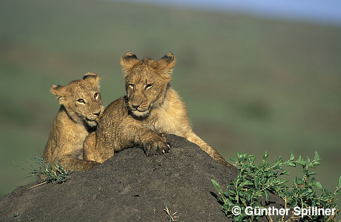 Löwen, Panthera leo