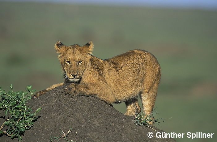 Lion, Panthera leo