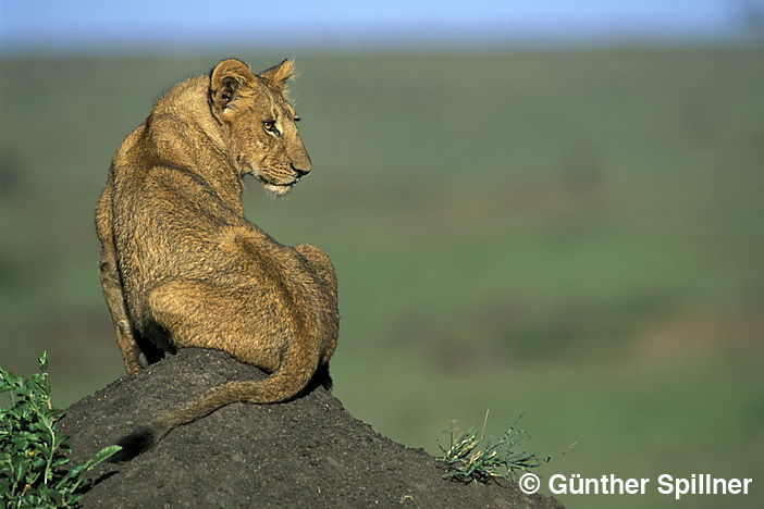 Löwe, Panthera leo