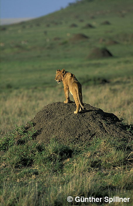 Lion, Panthera leo