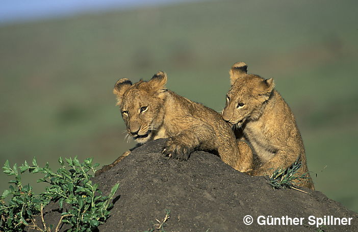 Löwen, Panthera leo