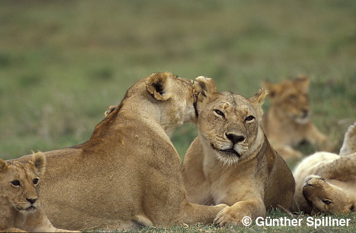 Löwen, Panthera leo
