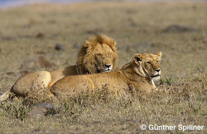Löwen, Panthera leo