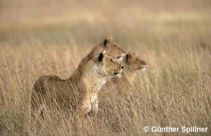 Löwen, Panthera leo