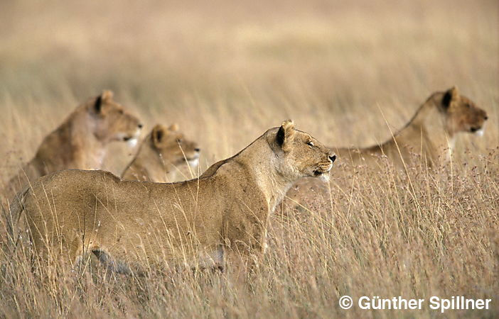 Löwen, Panthera leo