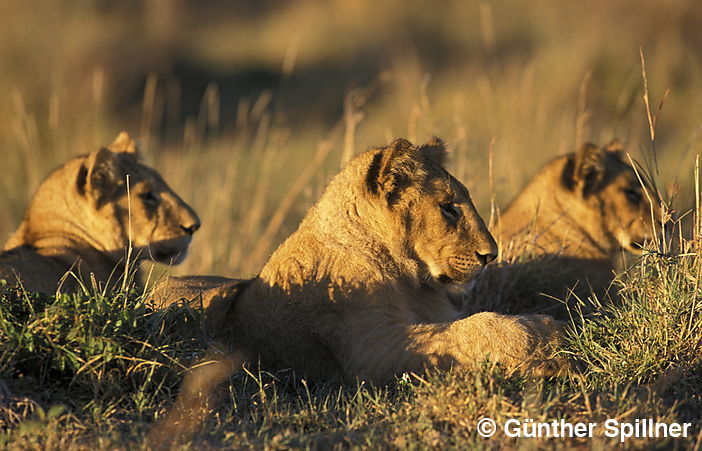 Löwen, Panthera leo