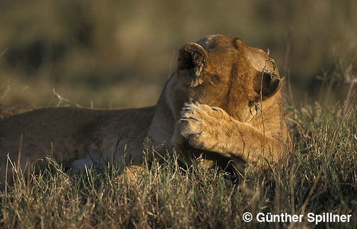 Löwe, Panthera leo
