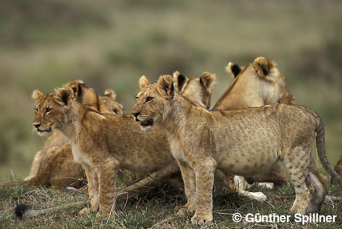 Löwen, Panthera leo