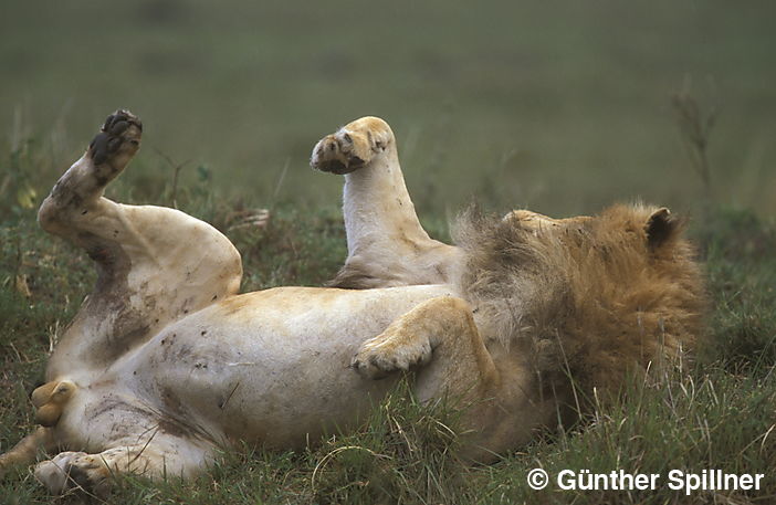 Young Lion, Panthera leo