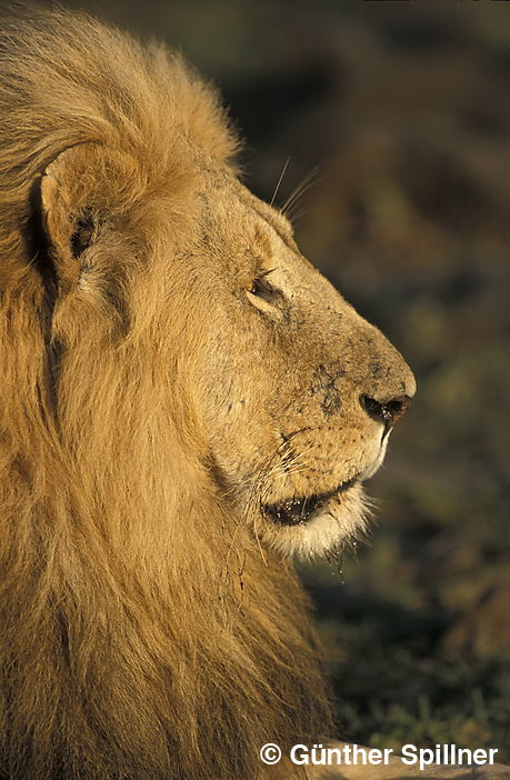 Löwe, Panthera leo