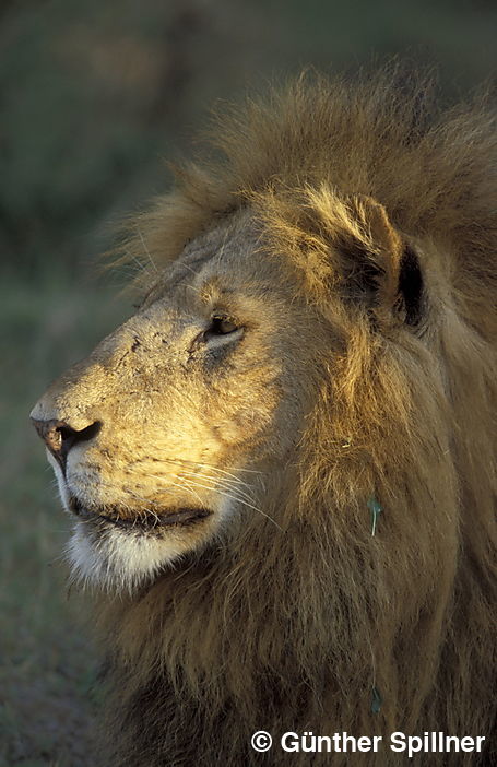 Löwe, Panthera leo