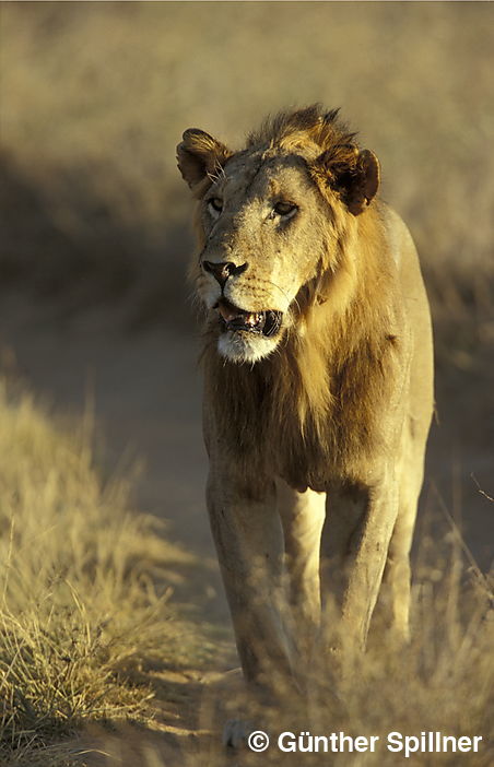 Löwe, Panthera leo