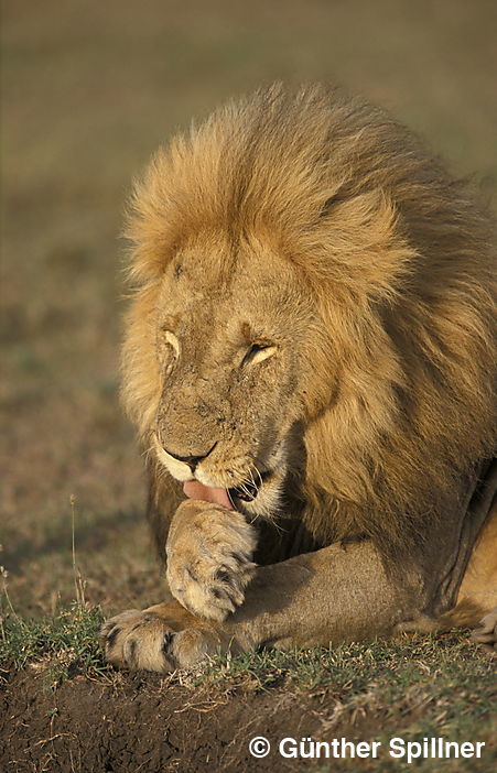 Löwe, Panthera leo