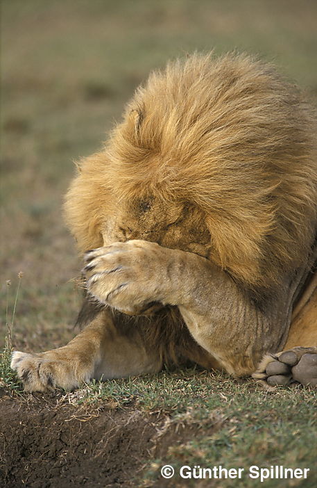Löwe, Panthera leo