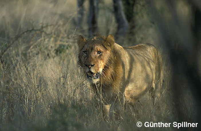 Lion, Panthera leo