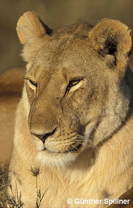 Löwe, Panthera leo