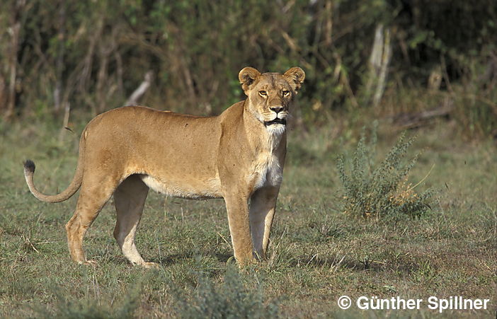 Löwe, Panthera leo