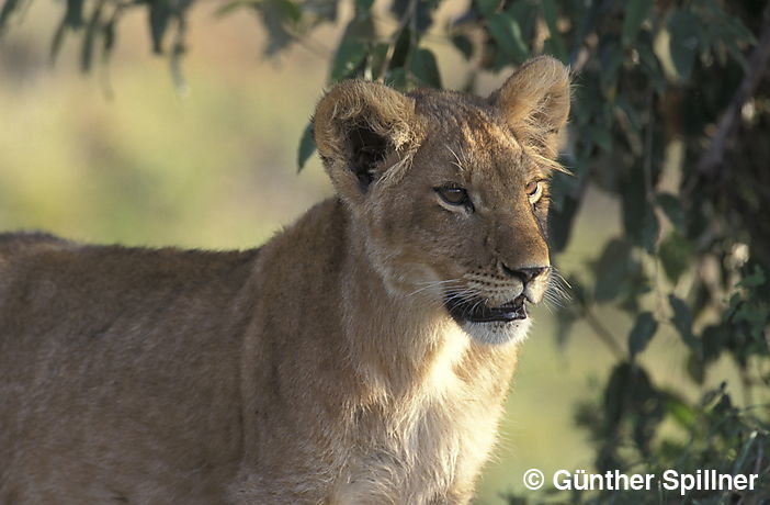 Löwe, Panthera leo