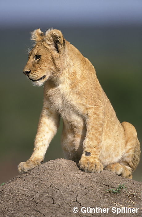 Junger Löwe, Panthera leo