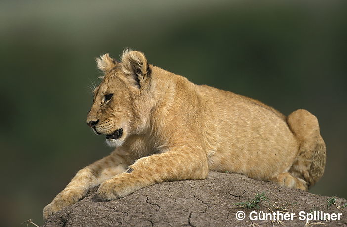 Junger Löwe, Panthera leo