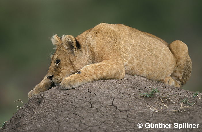 Junger Löwe, Panthera leo