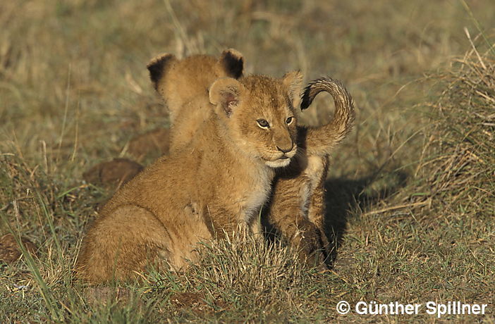 Junger Löwe, Panthera leo