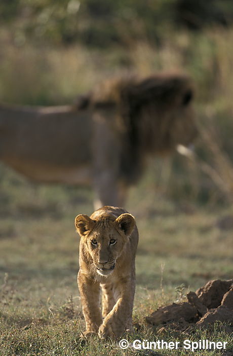 Junger Löwe, Panthera leo