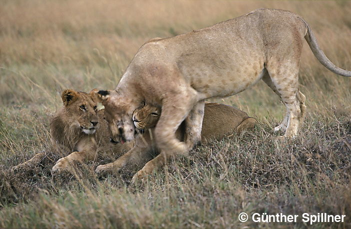 Lions, Panthera leo