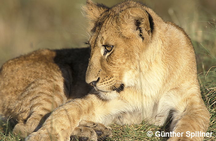 Löwe, Panthera leo
