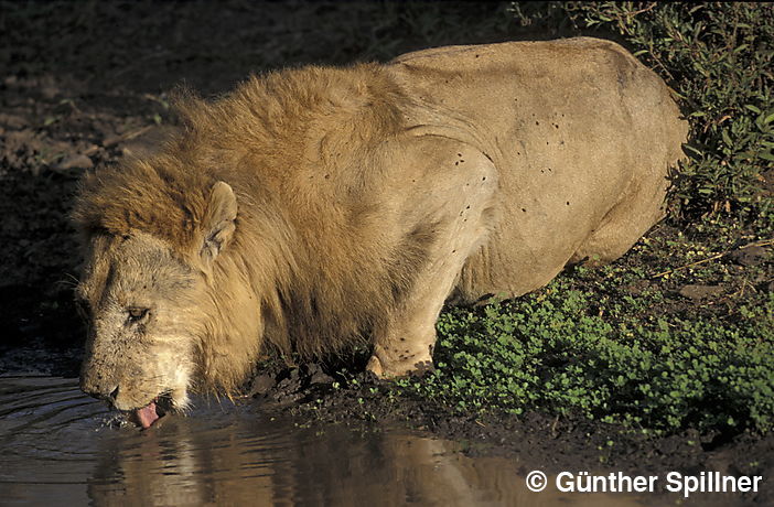Lion, Panthera leo