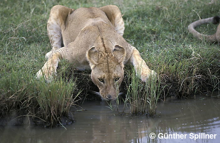Löwe, Panthera leo