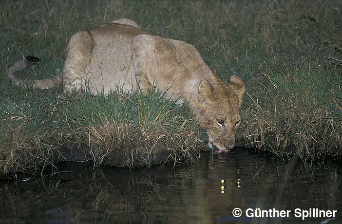 Löwe, Panthera leo
