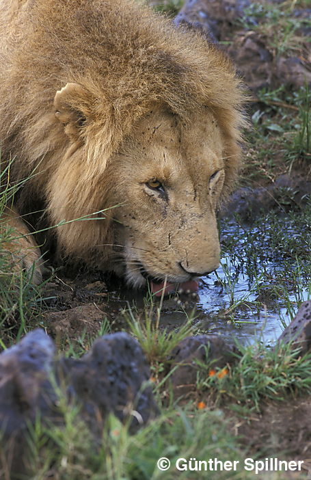 Löwe, Panthera leo