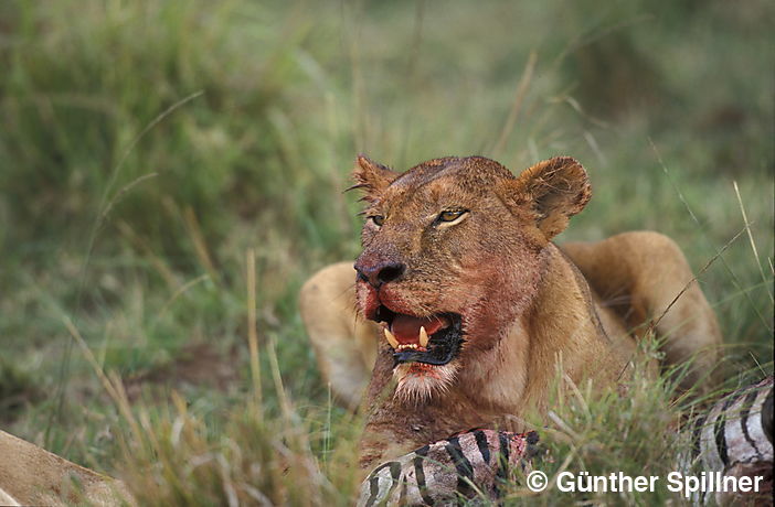 Löwin mit Beute, Panthera leo