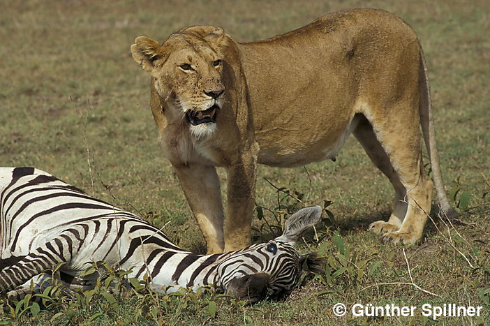Lioness with prey, Panthera leo