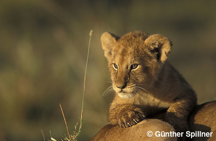 Junger Löwe, Panthera leo