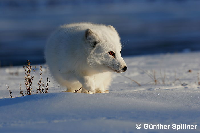 Polarfuchs zur Blauen Stunde