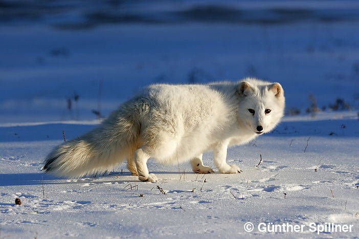 Polarfuchs zur Blauen Stunde