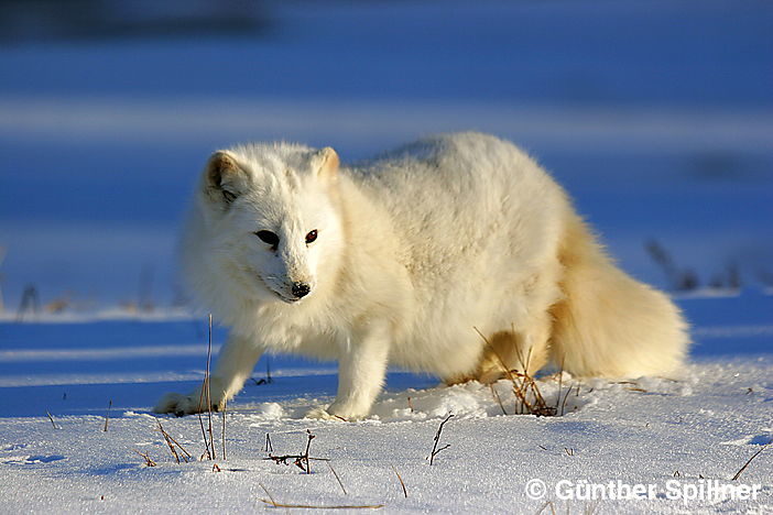 Polarfuchs zur Blauen Stunde