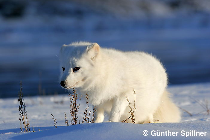 Polarfuchs zur Blauen Stunde