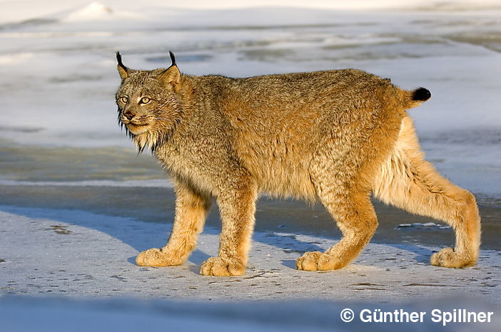 Kanadischer Luchs jagt auf zugefrorenem Fluß, Britisch Kolumbien, Kanada, Lynx canadensis