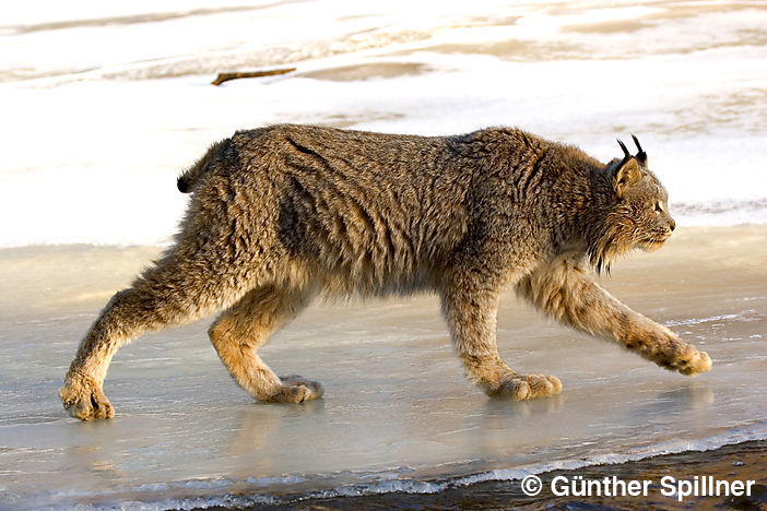 Kanadischer Luchs, Britisch Kolumbien,Kanada, Lynx canadensis