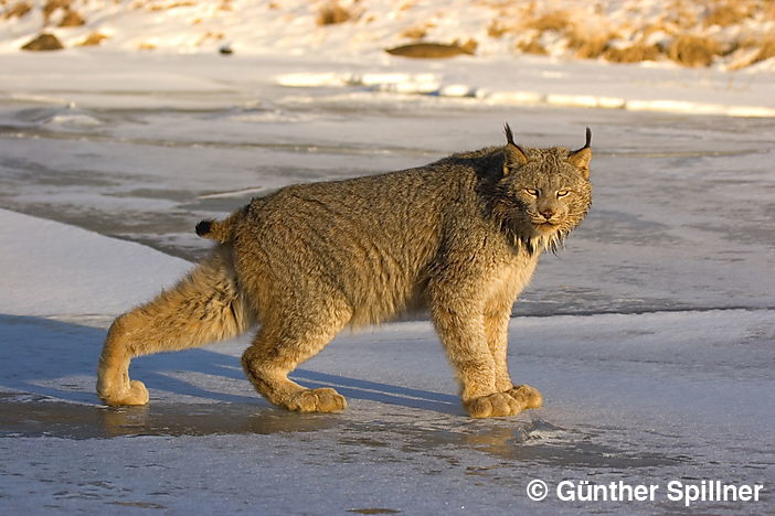 Kanadischer Luchs, Britisch Kolumbien,Kanada, Lynx canadensis