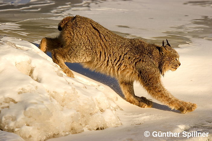 Kanadischer Luchs, Britisch Kolumbien,Kanada, Lynx canadensis