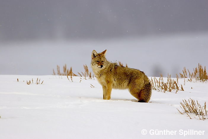 Kojote, Lamar-Valley, Yellowstone Nationalpark, Canis latrans