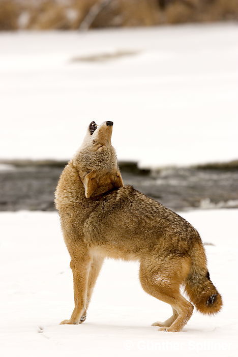 Coyote, Lamar-Velley, Yellowstone National Park, Canis latrans