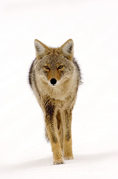 Kojote, Lamar-Valley, Yellowstone Nationalpark, Canis latrans